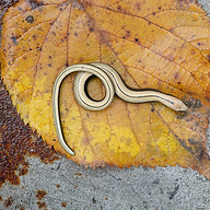 Carl Mckie Nature Photography logo